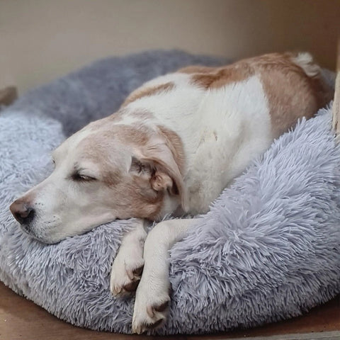 CalmingBed | Een gezellig en veilig bed voor huisdieren
